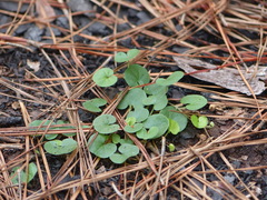 Dichondra carolinensis