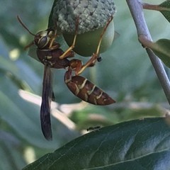 Polistes bellicosus
