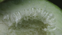 Ficus carica