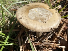 Amanita calyptratoides