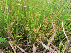 Isolepis prolifera