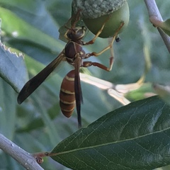 Polistes bellicosus