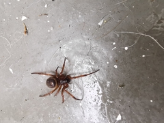 Araneomorphae