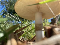 Amanita calyptratoides