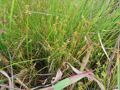 Isolepis prolifera