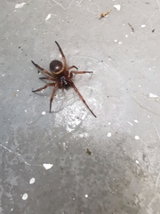 Araneomorphae