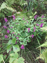 Melampyrum setaceum