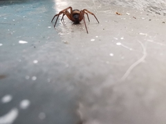 Araneomorphae