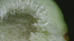 Ficus carica