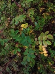 Rosa spinosissima