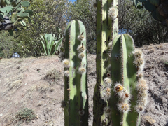 Myrtillocactus geometrizans