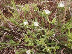 Delosperma herbeum