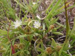 Delosperma herbeum