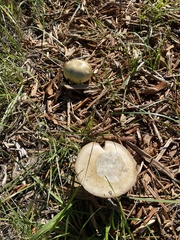 Amanita calyptratoides