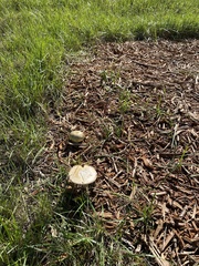 Amanita calyptratoides