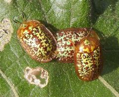 Conchyloctenia hybrida