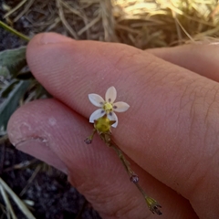 Wahlenbergia androsacea