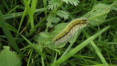Diacrisia purpurata
