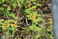 Papilio garamas