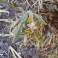 Wahlenbergia androsacea
