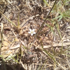 Wahlenbergia androsacea