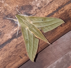 Xylophanes chiron