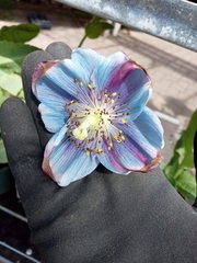 Meconopsis