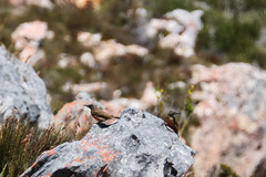 Geocolaptes olivaceus