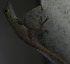 Anolis distichus