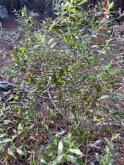 Forestiera segregata