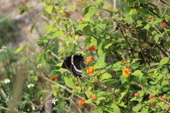 Papilio garamas