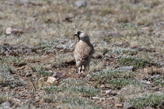 Montifringilla davidiana