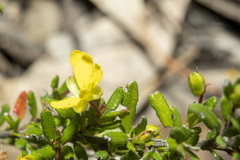 Hibbertia empetrifolia
