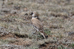 Montifringilla davidiana