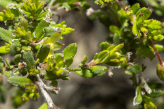 Hibbertia empetrifolia