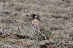 Montifringilla davidiana