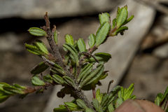 Hibbertia empetrifolia