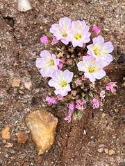 Frankenia pulverulenta