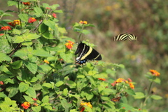Papilio garamas