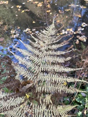 Athyrium filix-femina