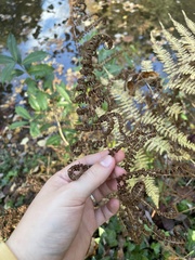 Athyrium filix-femina