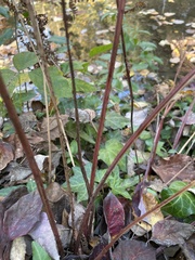 Athyrium filix-femina