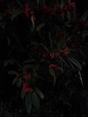 Cotoneaster salicifolius