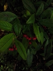 Cotoneaster salicifolius