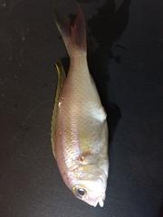 Lattice Monocle Bream photo 3