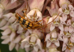 Strangalia luteicornis
