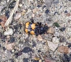 Nicrophorus vespillo