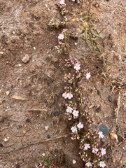 Frankenia pulverulenta