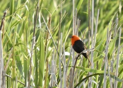 Amblyramphus holosericeus