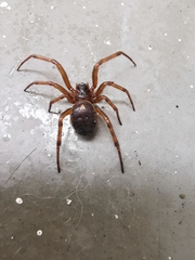 Araneomorphae